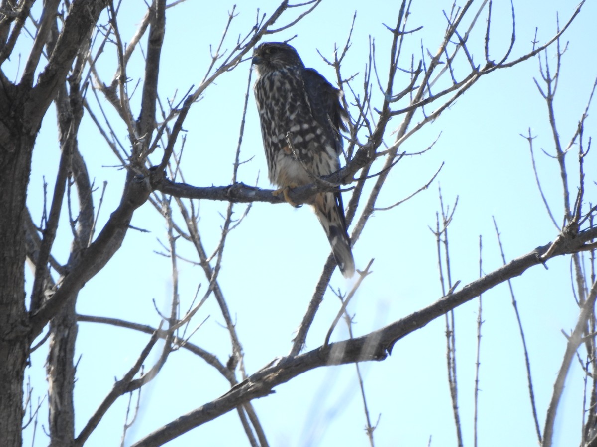 dřemlík tundrový (ssp. columbarius) - ML385565201