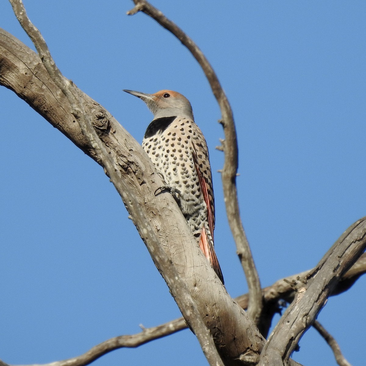 Northern Flicker (Red-shafted) - ML385567451