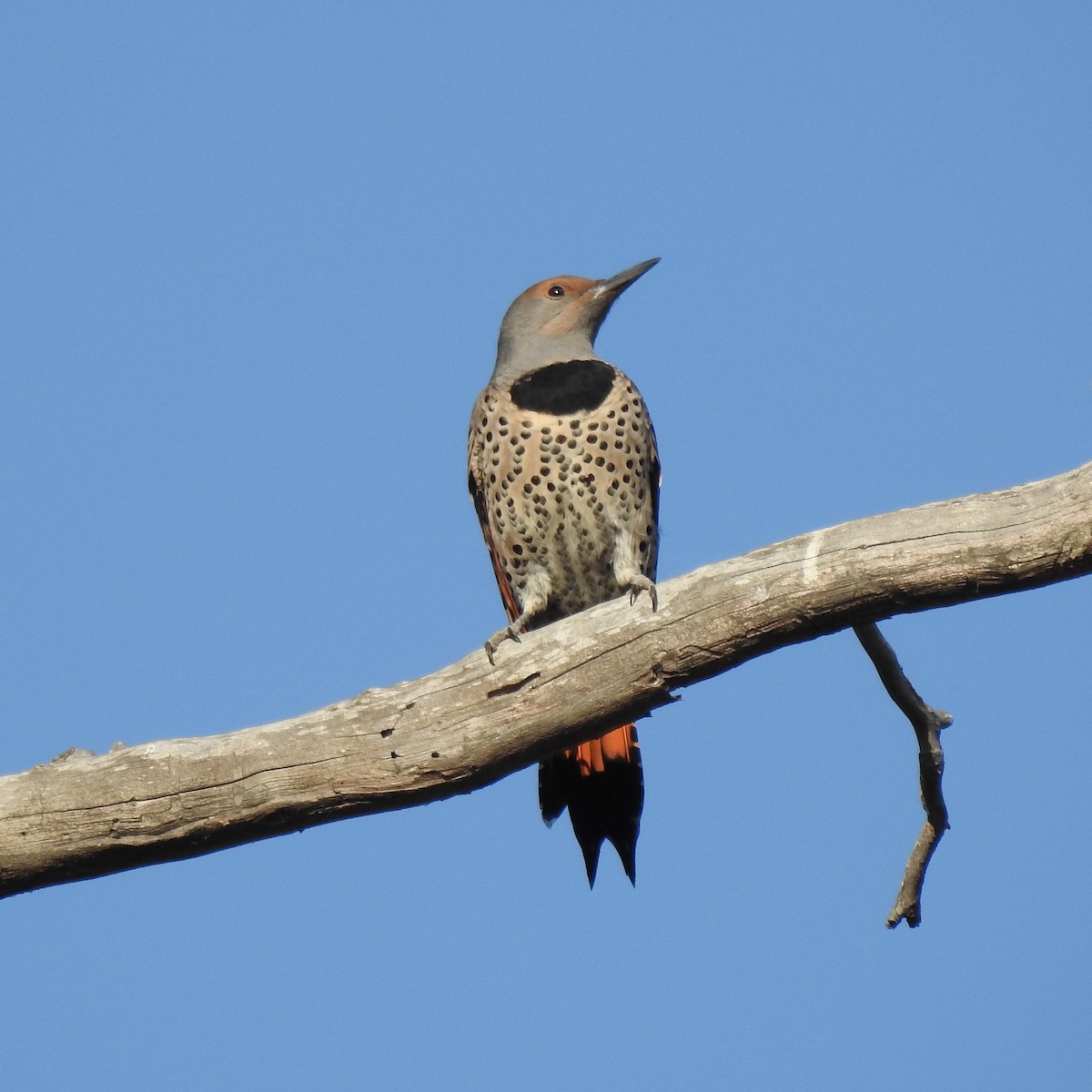 Northern Flicker (Red-shafted) - ML385569571