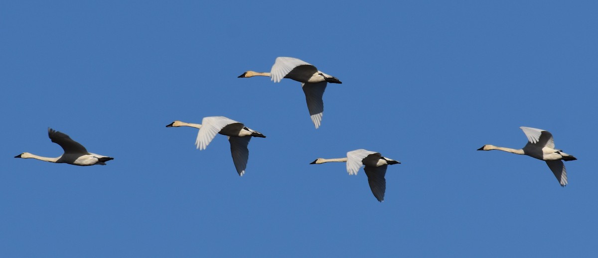 Tundra Swan - Timothy Leque