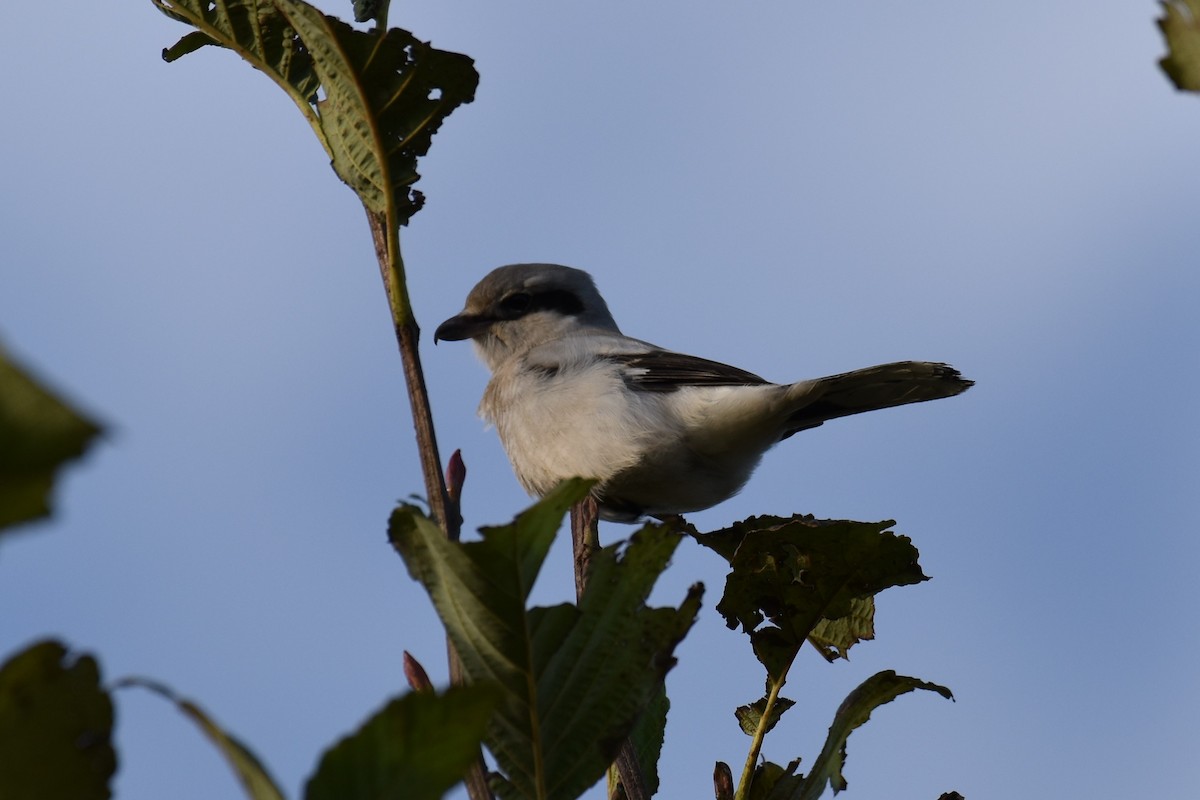 Pie-grièche boréale - ML385569651