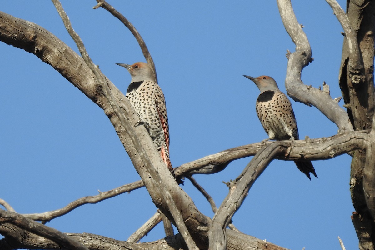 Northern Flicker (Red-shafted) - ML385569961