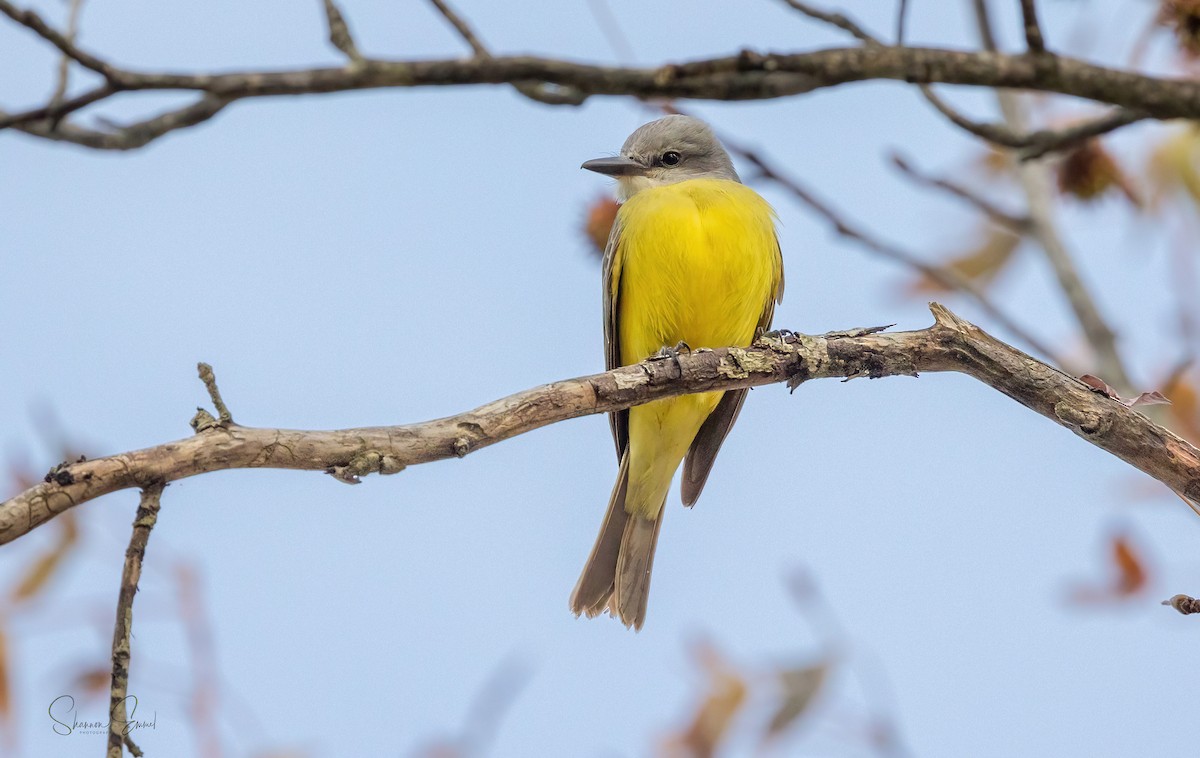 Tropical Kingbird - ML385571371