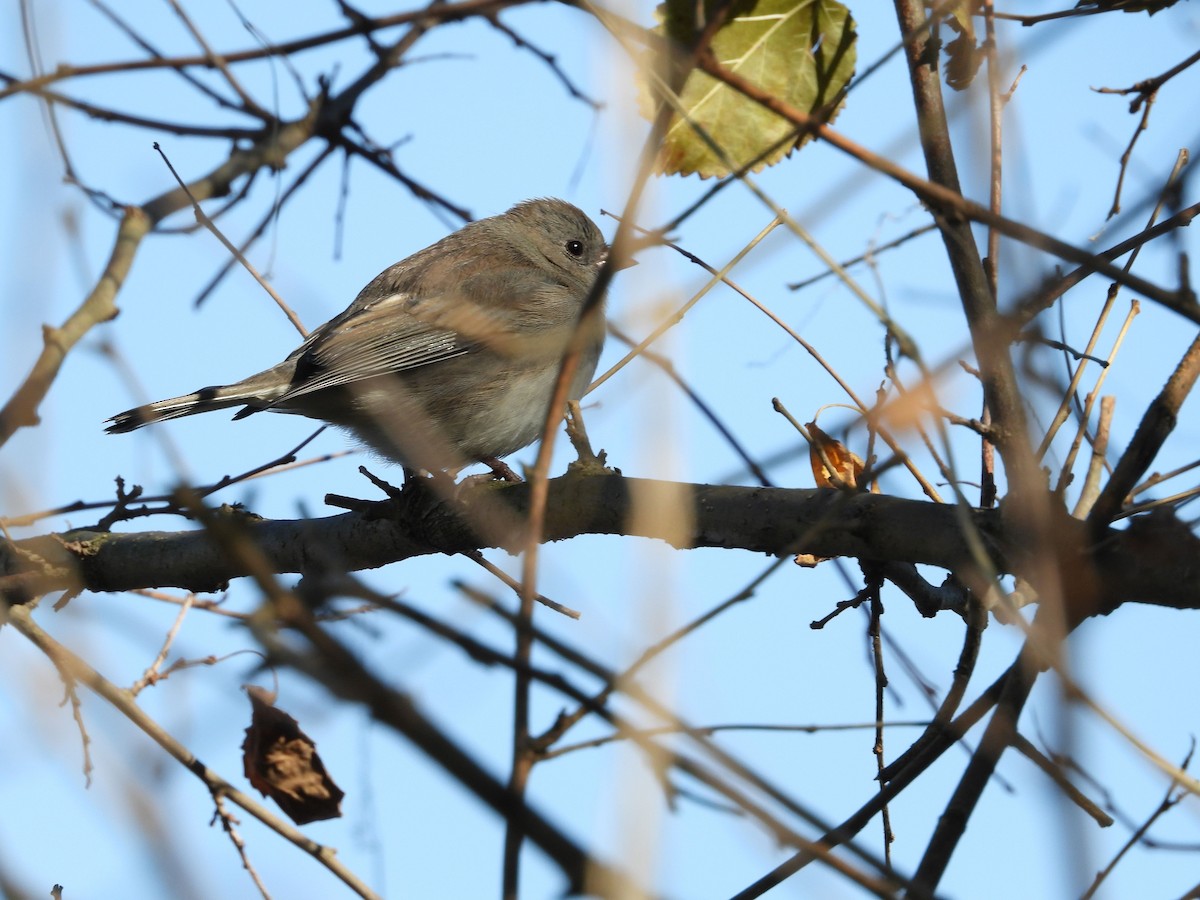Junco ardoisé - ML385571551