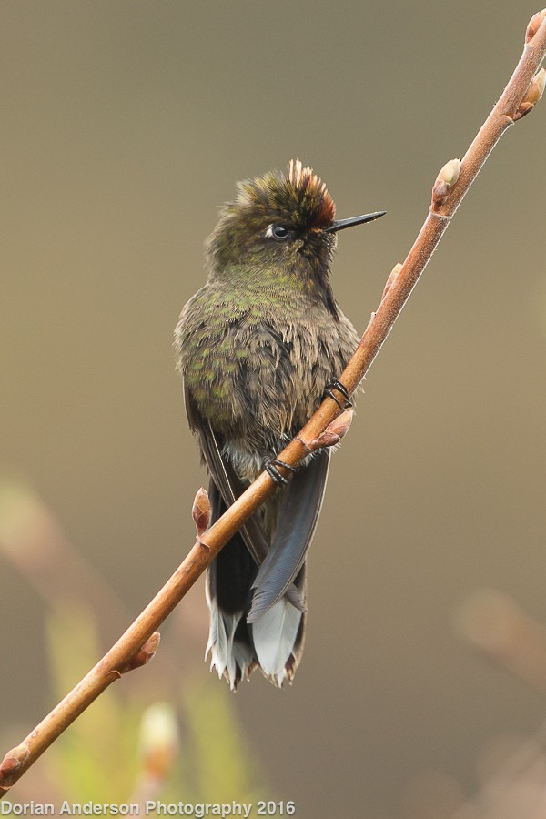 Rainbow-bearded Thornbill - Dorian Anderson