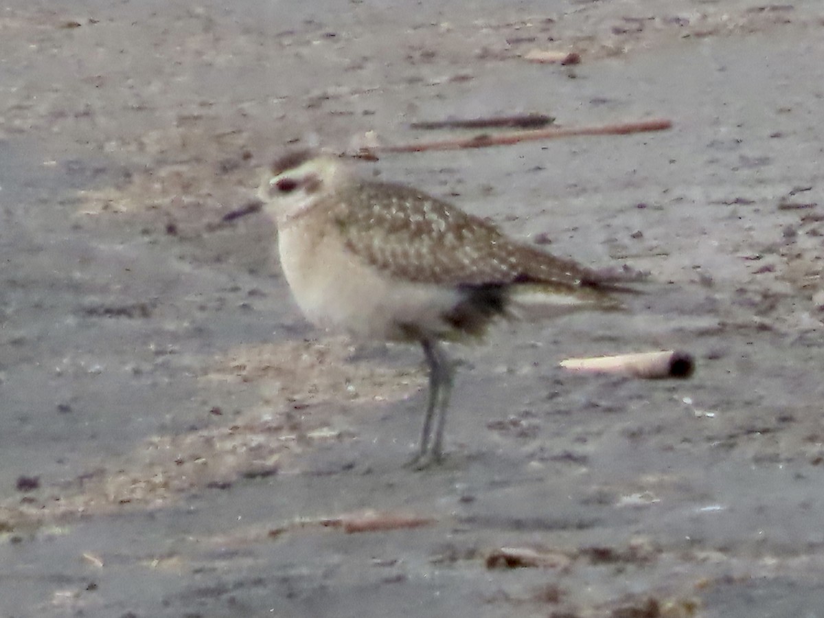 Urre-txirri amerikarra - ML385573981