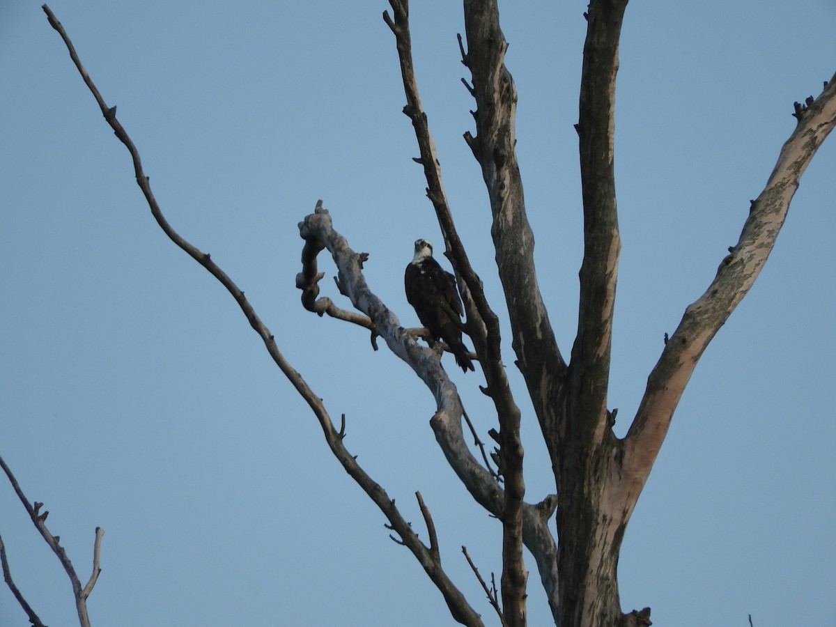 Osprey - Andres Alejandro  Caric