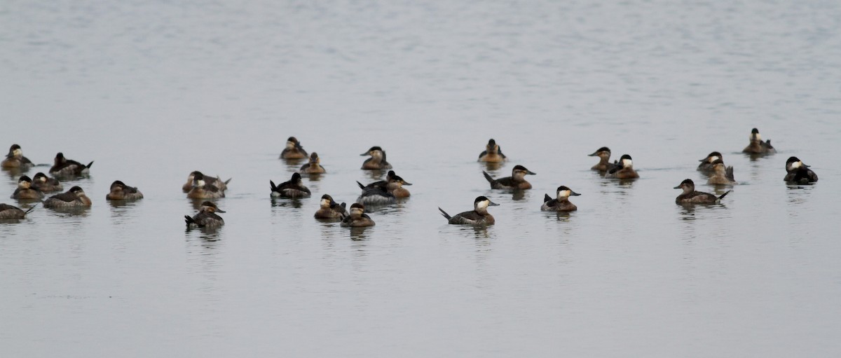 Ruddy Duck - ML38557781