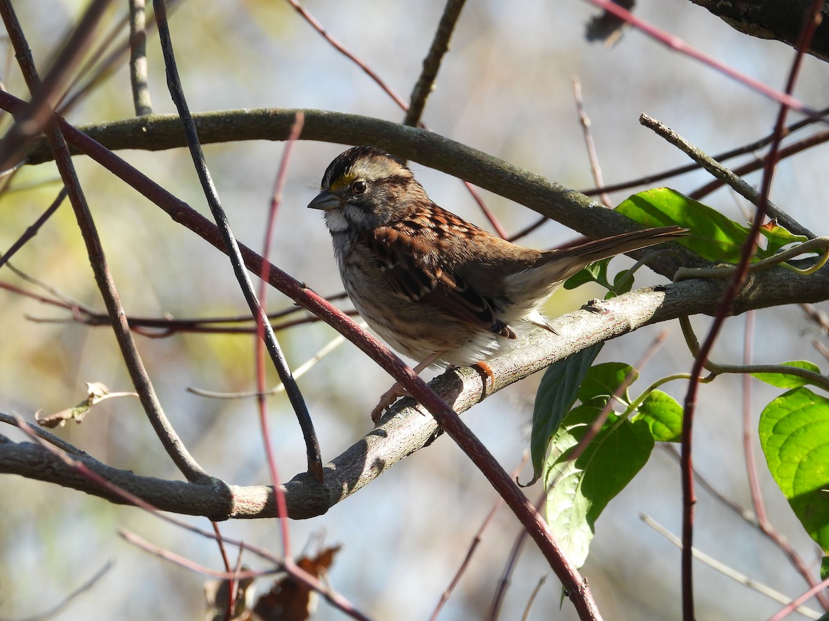 White-throated Sparrow - ML385578421