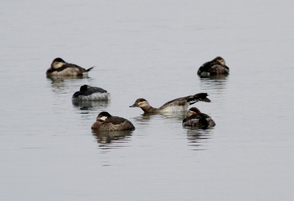 Ruddy Duck - ML38557851