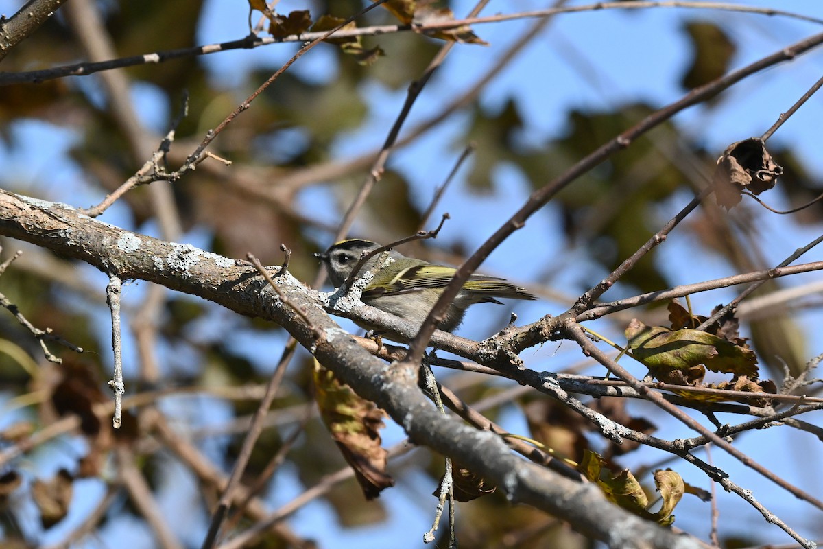 Golden-crowned Kinglet - ML385578611