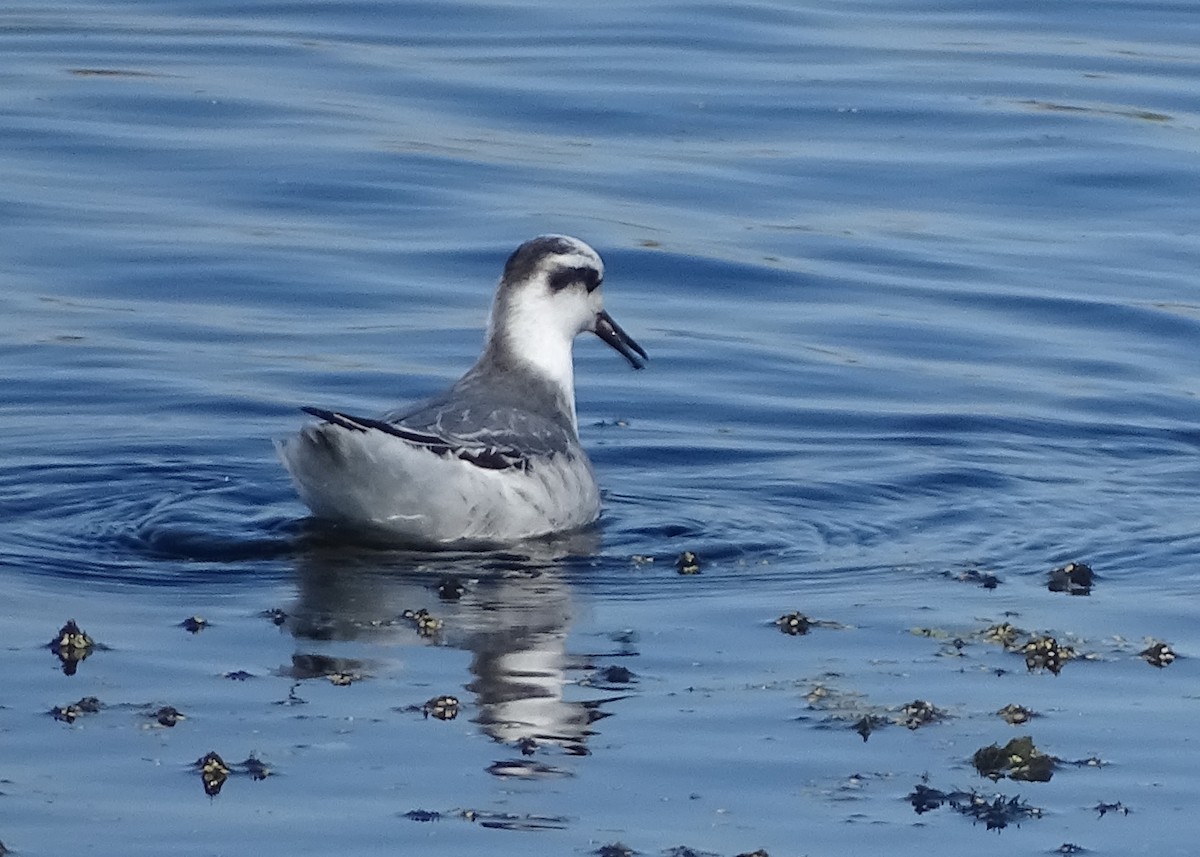 Red Phalarope - Glenda Keilstrup