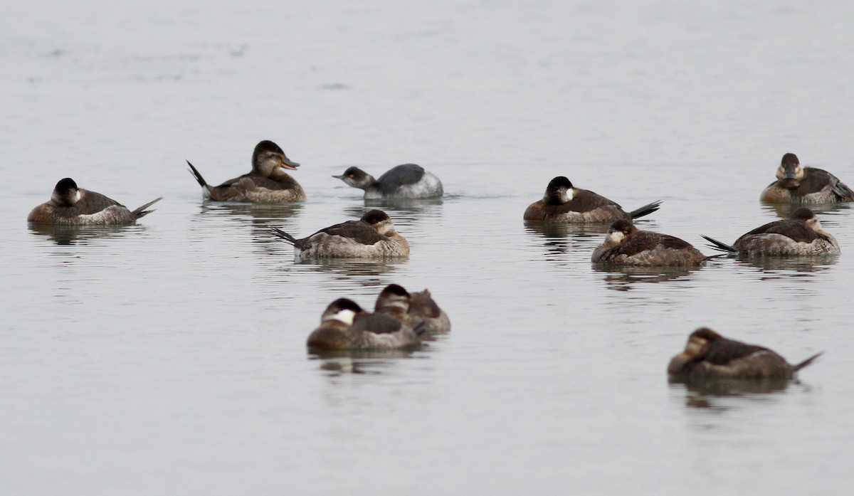 Ruddy Duck - ML38558011