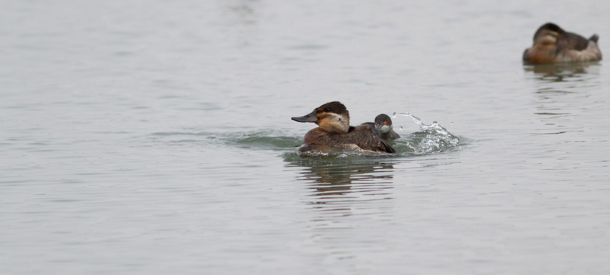 Ruddy Duck - ML38558061