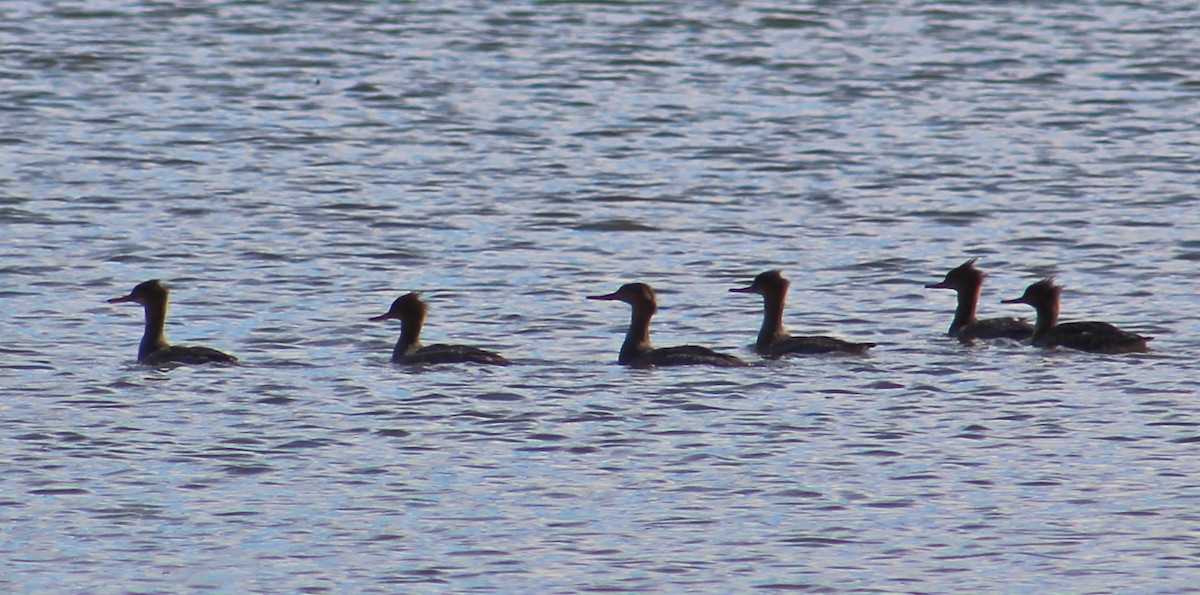 Red-breasted Merganser - Deb Weltsch