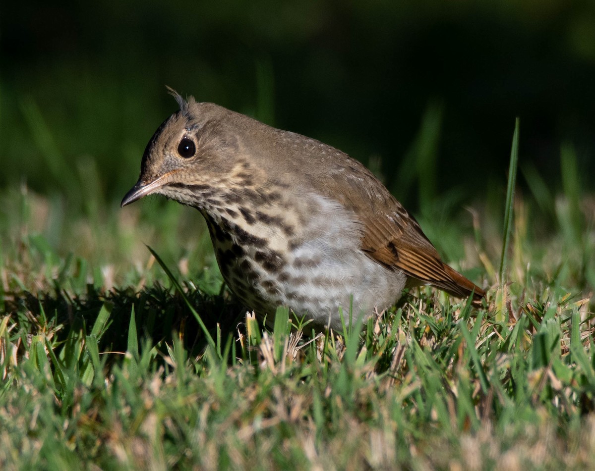 Hermit Thrush - Joyce Chase