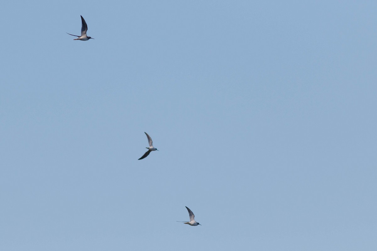 Greater Yellowlegs - Max McCarthy