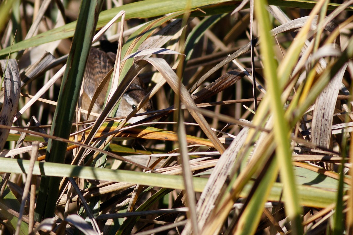 Marsh Wren - ML385583491
