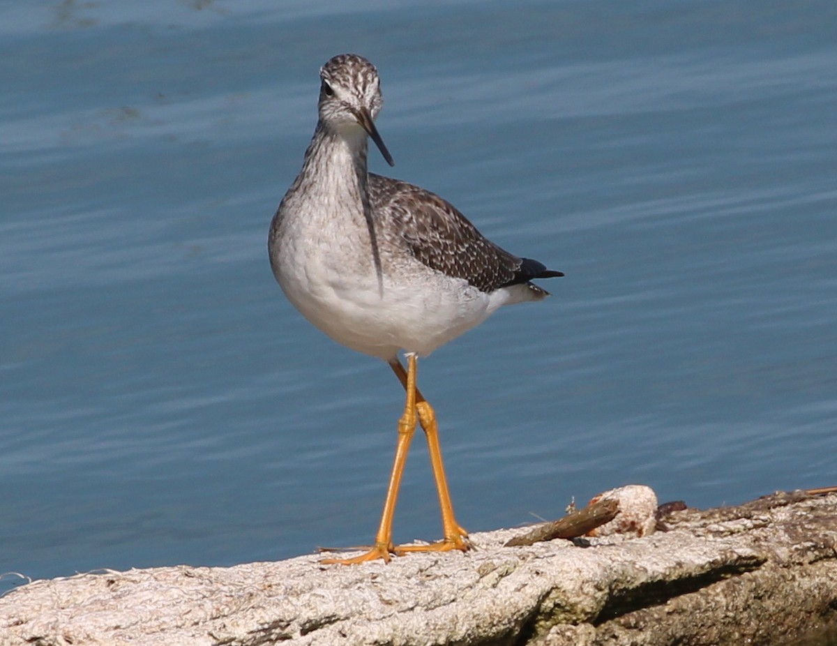 Greater Yellowlegs - sam hough