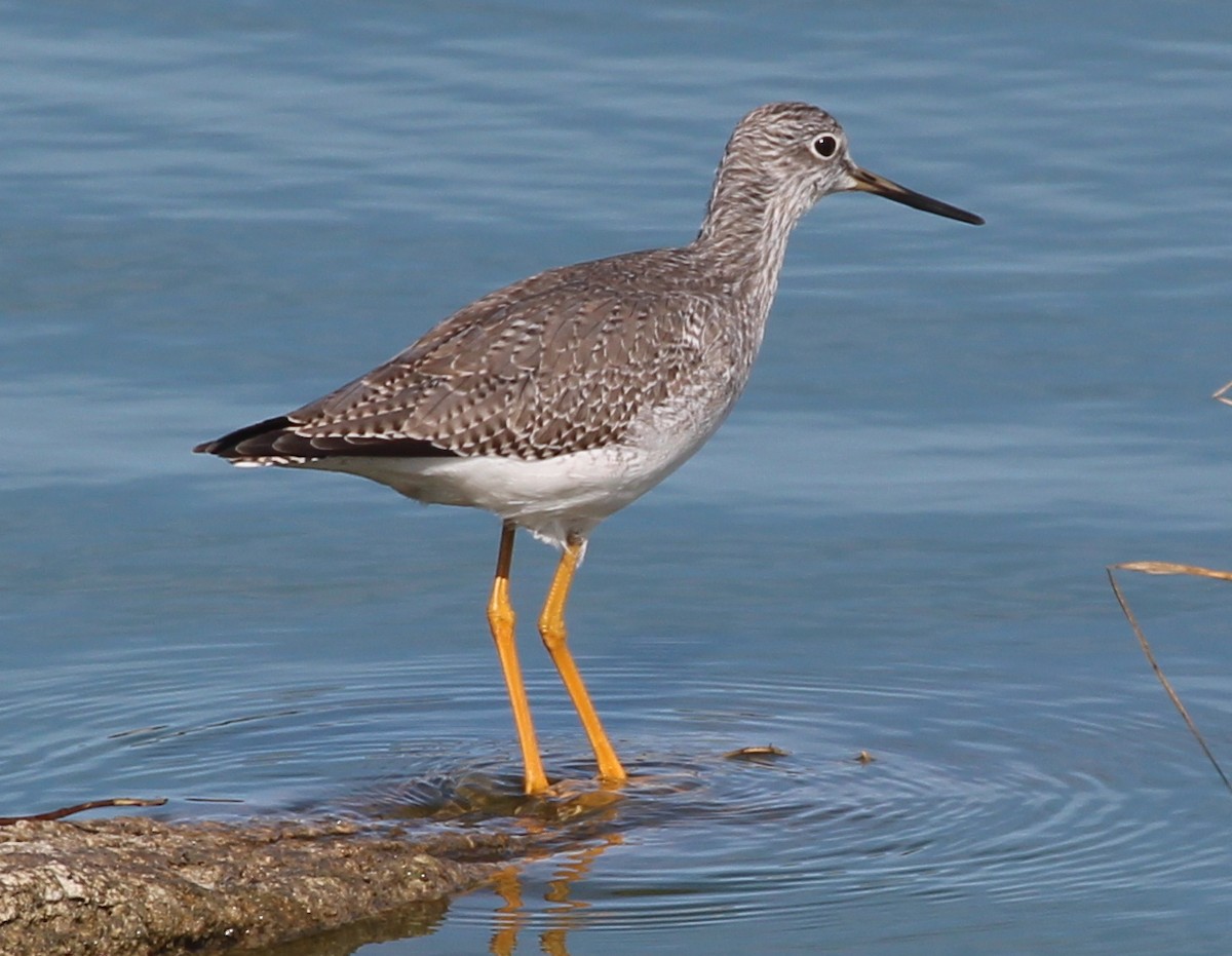 Greater Yellowlegs - sam hough