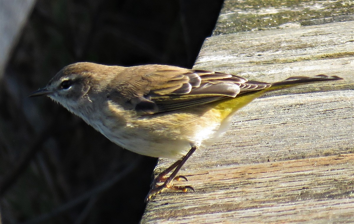 Palm Warbler - Pam Otley