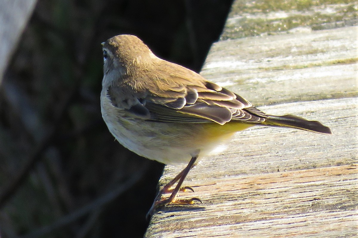 Palm Warbler - Pam Otley