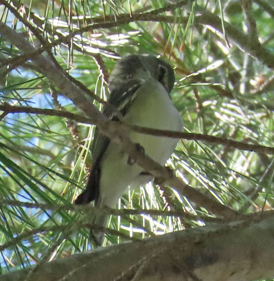 Cassin's/Plumbeous Vireo - ML385586581