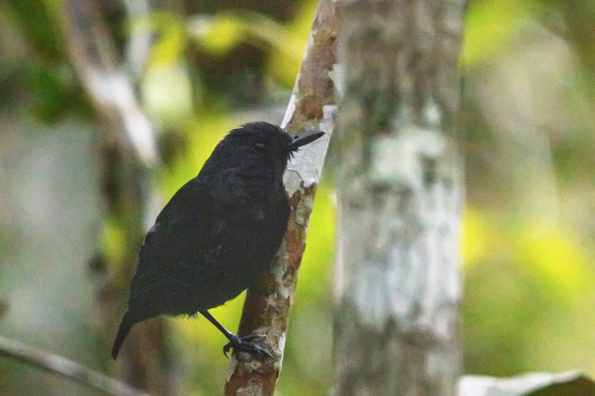 Plumbeous Antvireo - ML385588191