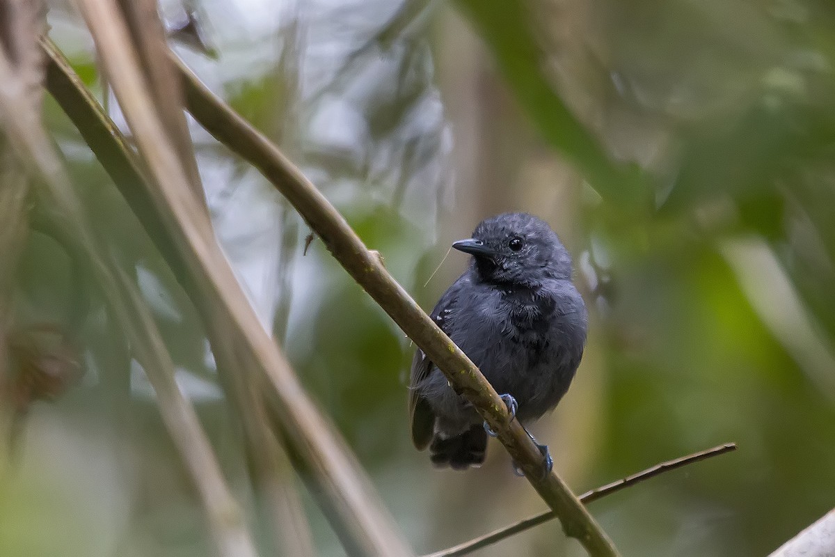 Salvadori's Antwren - ML385588221