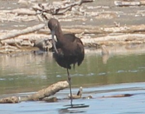 White-faced Ibis - ML38558971