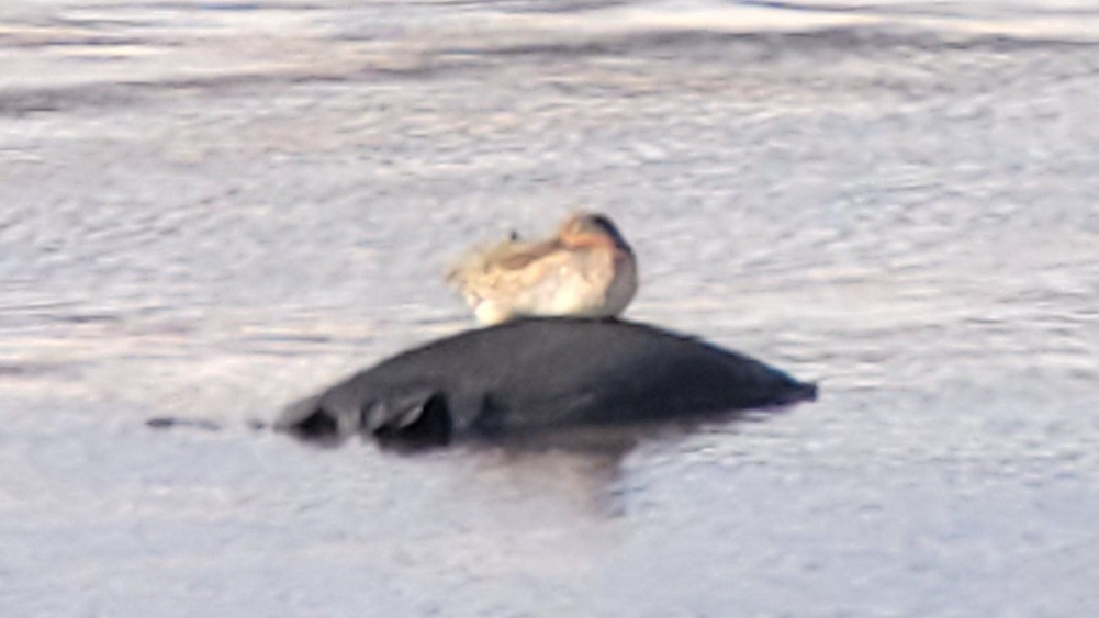 Green-winged Teal (American) - ML385589831