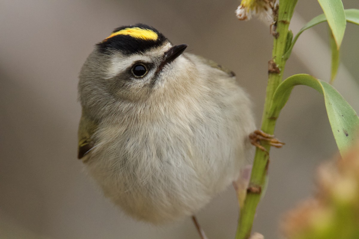 Golden-crowned Kinglet - ML385593091