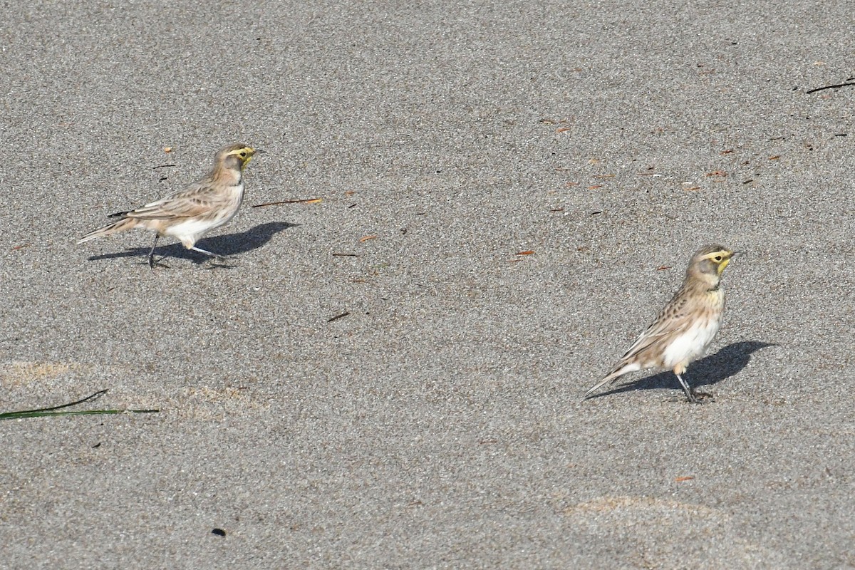 Horned Lark - ML385593241