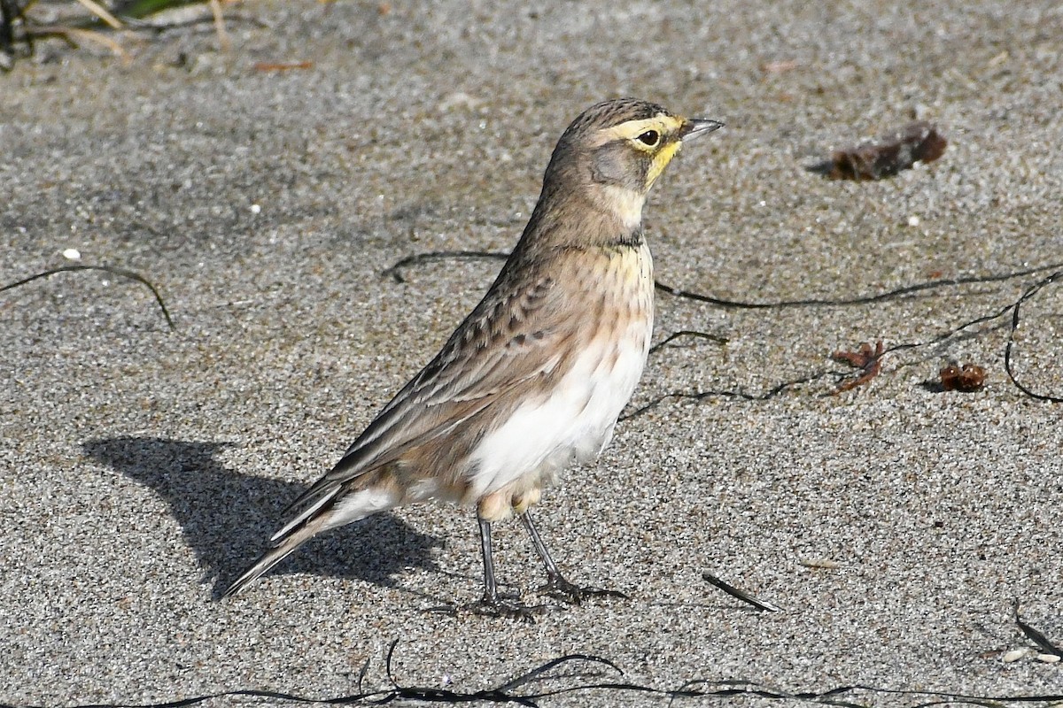 Horned Lark - Phil Pickering