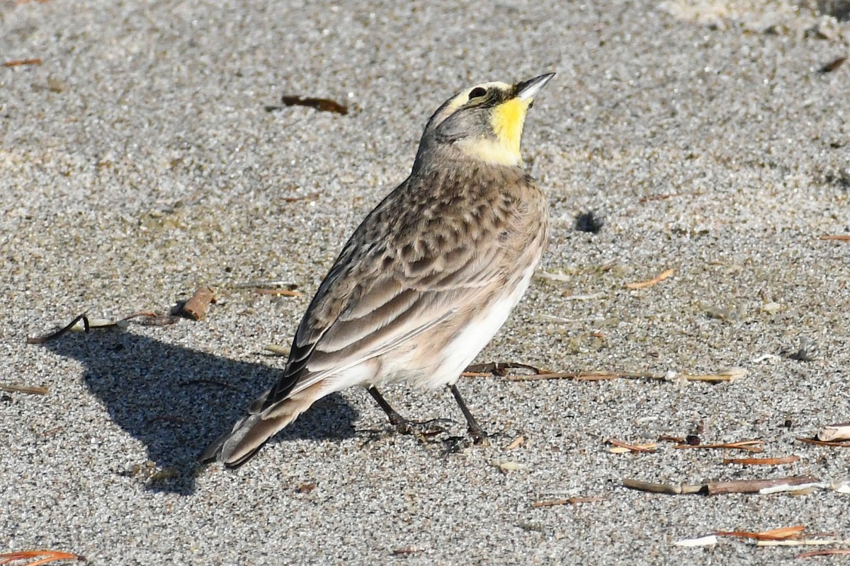 Horned Lark - Phil Pickering