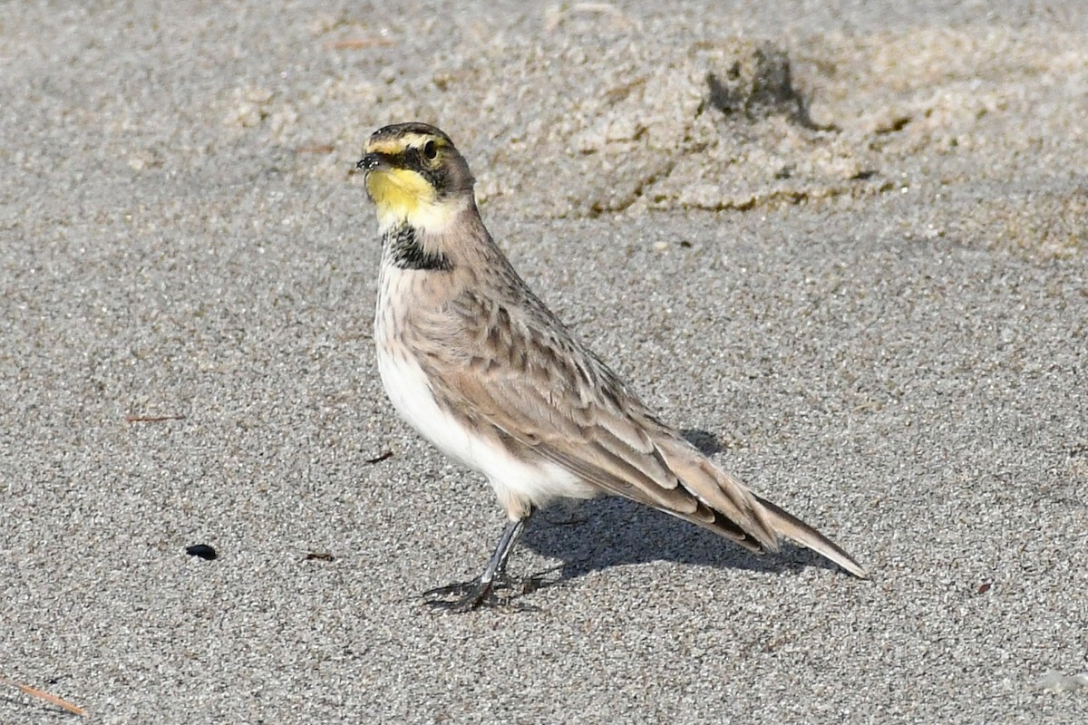 Horned Lark - ML385593401