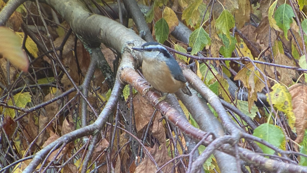 Red-breasted Nuthatch - ML385594321