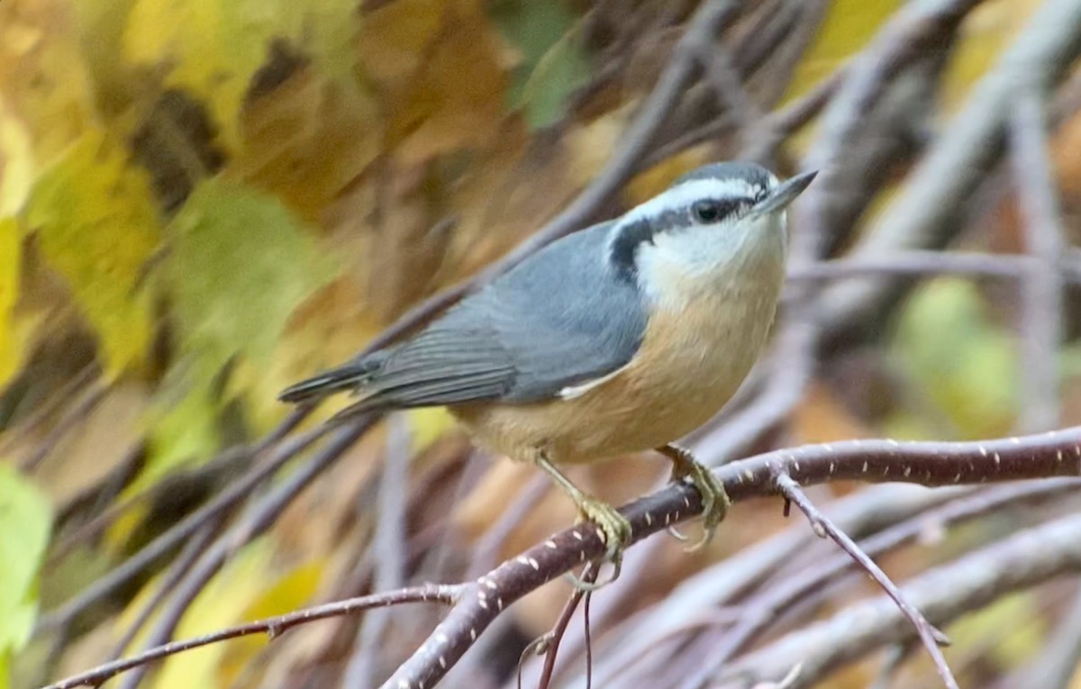 Red-breasted Nuthatch - ML385594341
