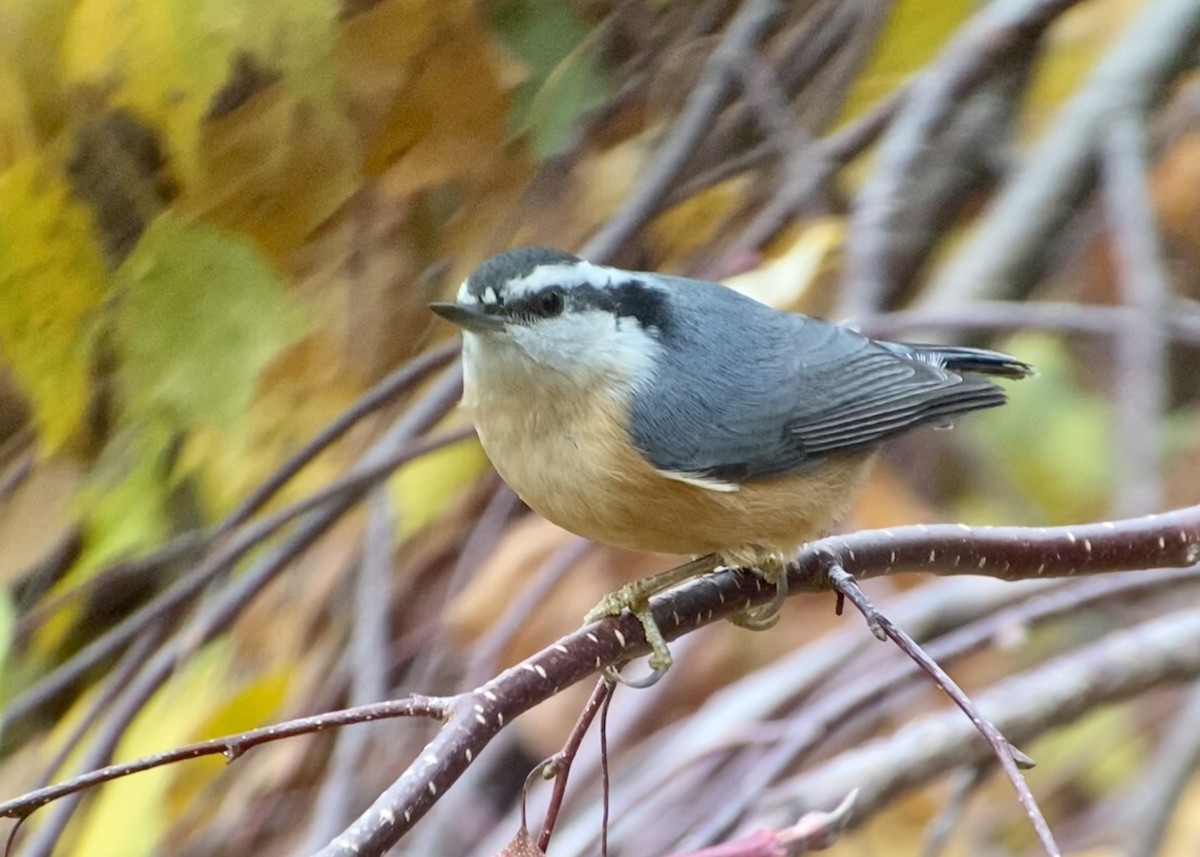 Red-breasted Nuthatch - ML385594371
