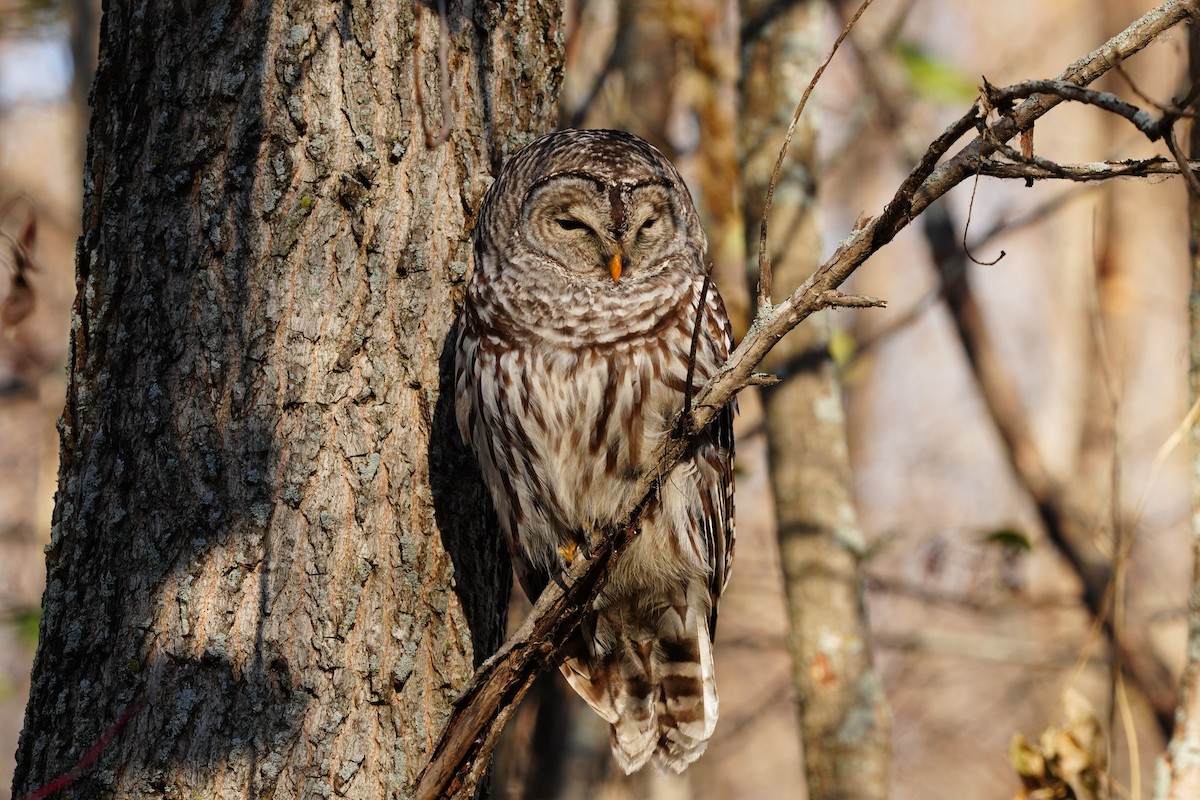 Barred Owl - Louis Lessard