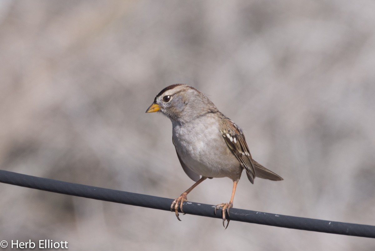 White-crowned Sparrow (nuttalli) - ML38559461