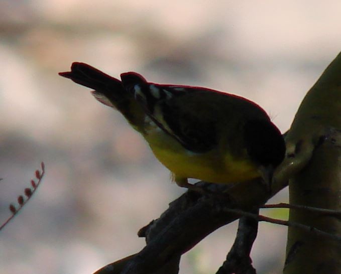 Lesser Goldfinch - ML385594801