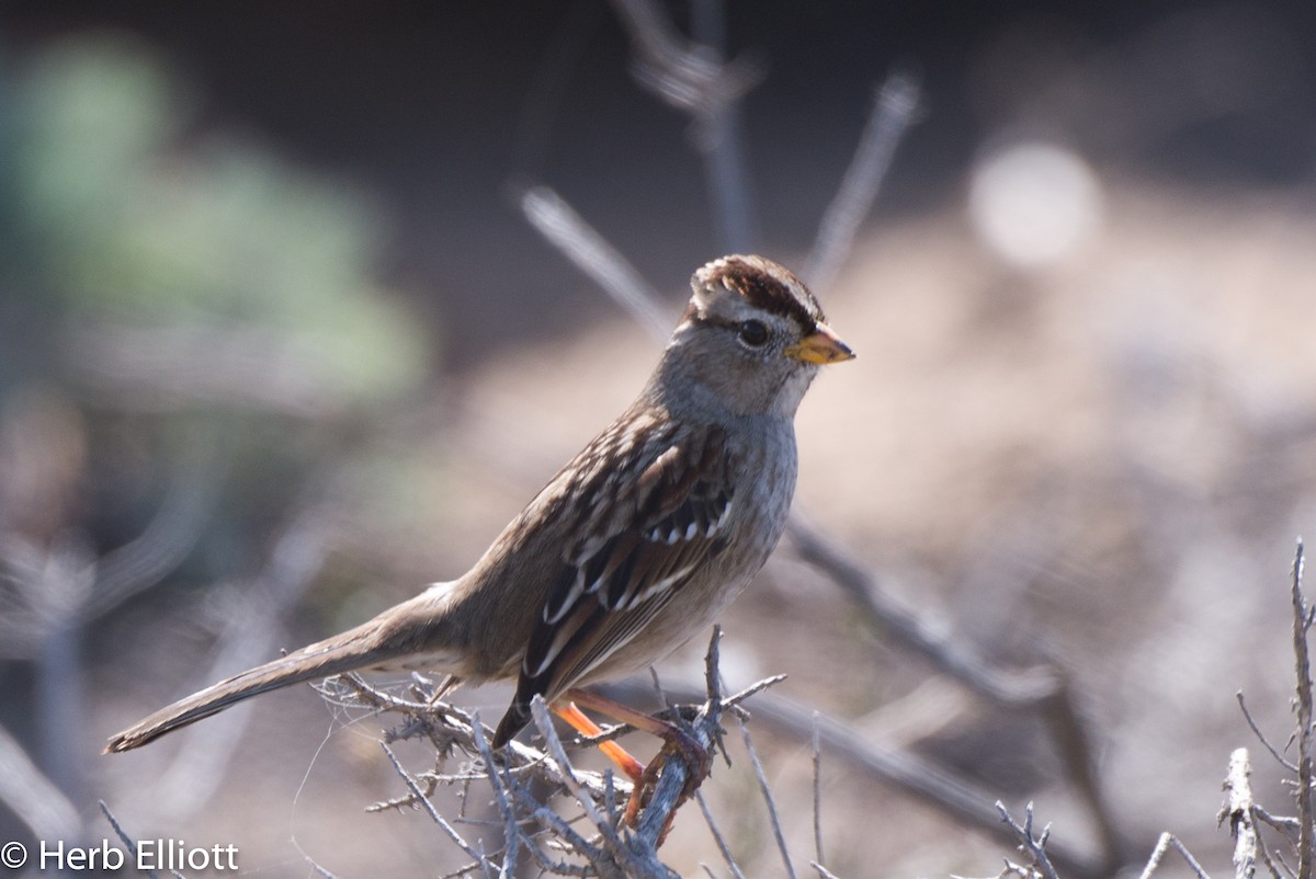 White-crowned Sparrow (nuttalli) - ML38559501