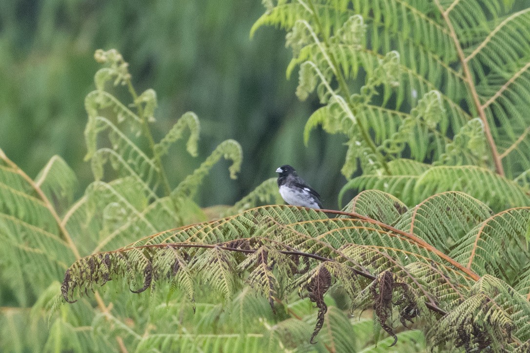 Black-and-white Seedeater - ML385596301