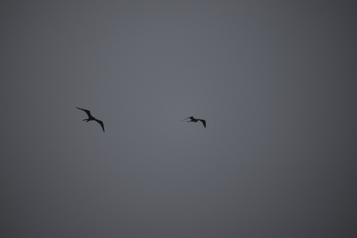 Magnificent Frigatebird - ML385597141