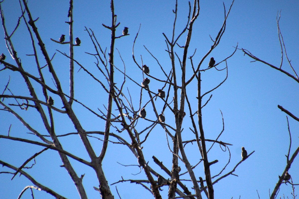 Bohemian Waxwing - ML385598711