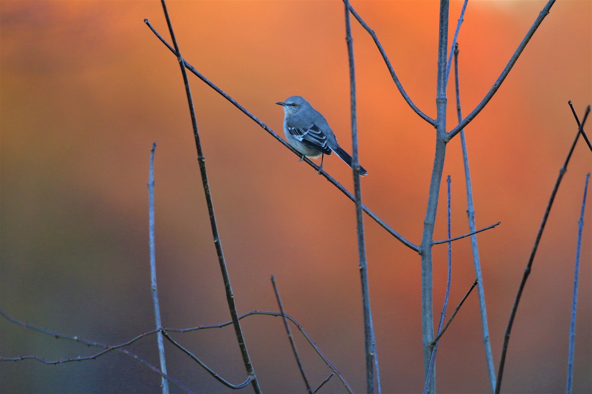 Northern Mockingbird - ML385599731