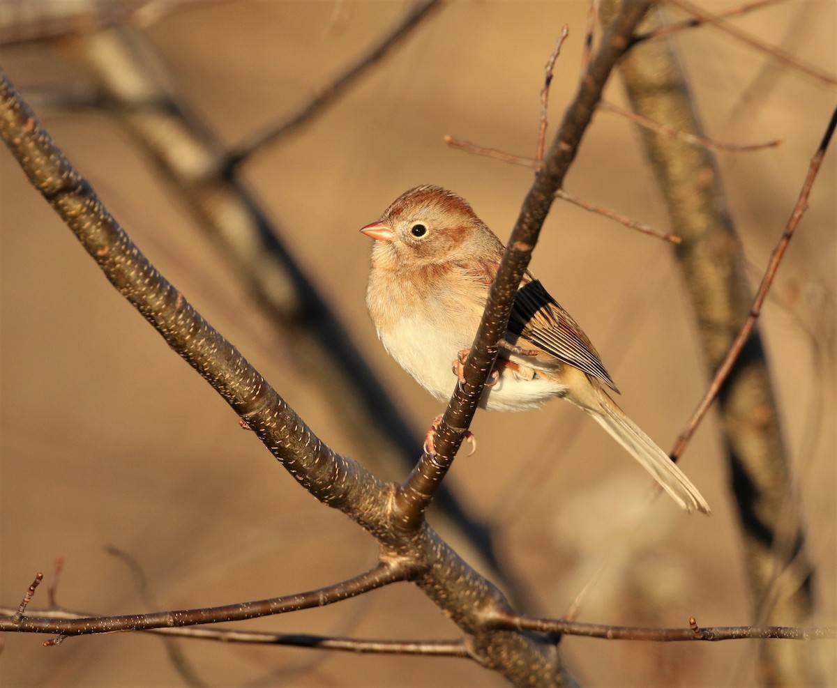 Field Sparrow - ML385599801