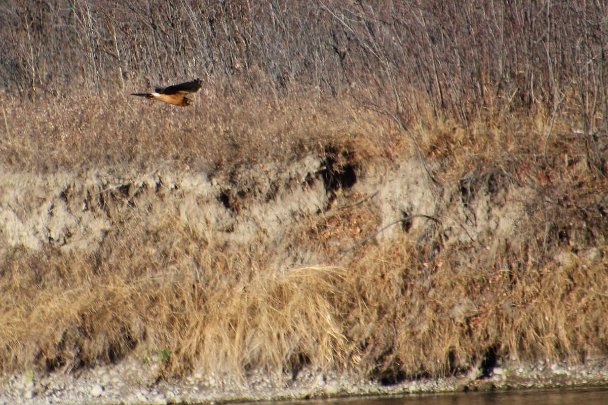 Northern Harrier - ML385599861