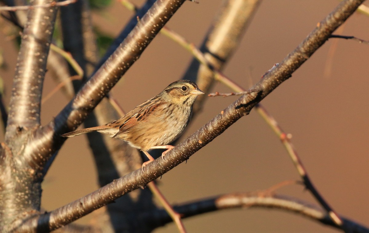 Swamp Sparrow - ML385600041